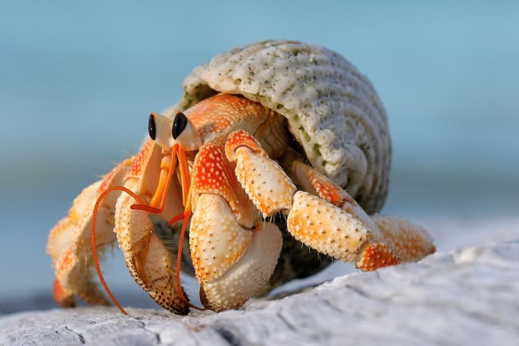 Hermit crab